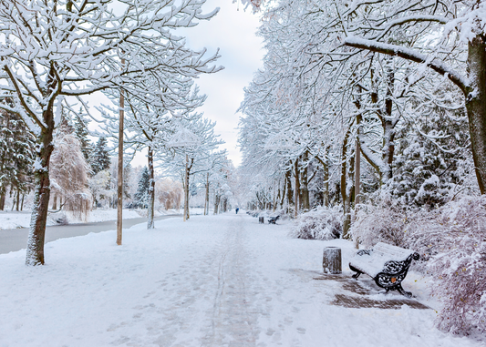 Winter Survival Guide: Essential Tips for Canadians